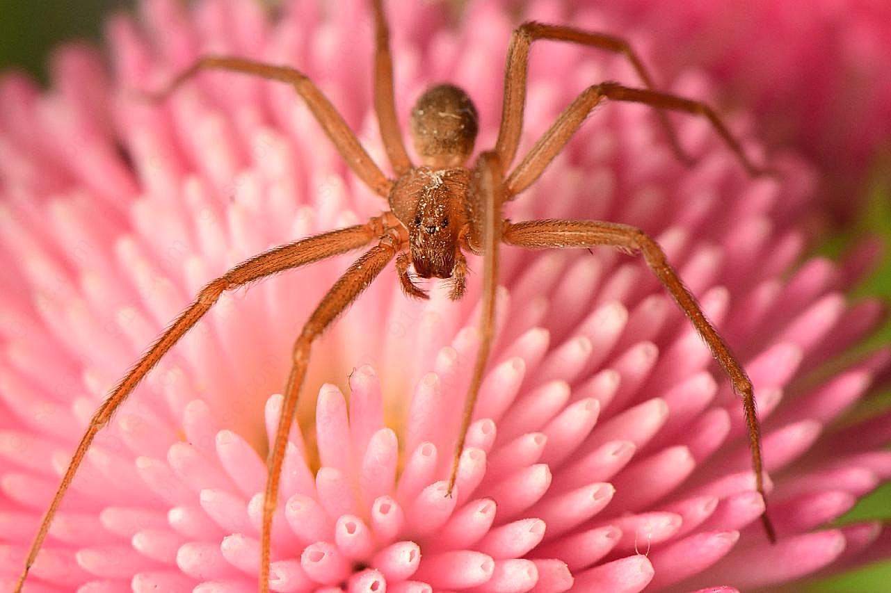 花朵上的长腿大蜘蛛图片摄影高清