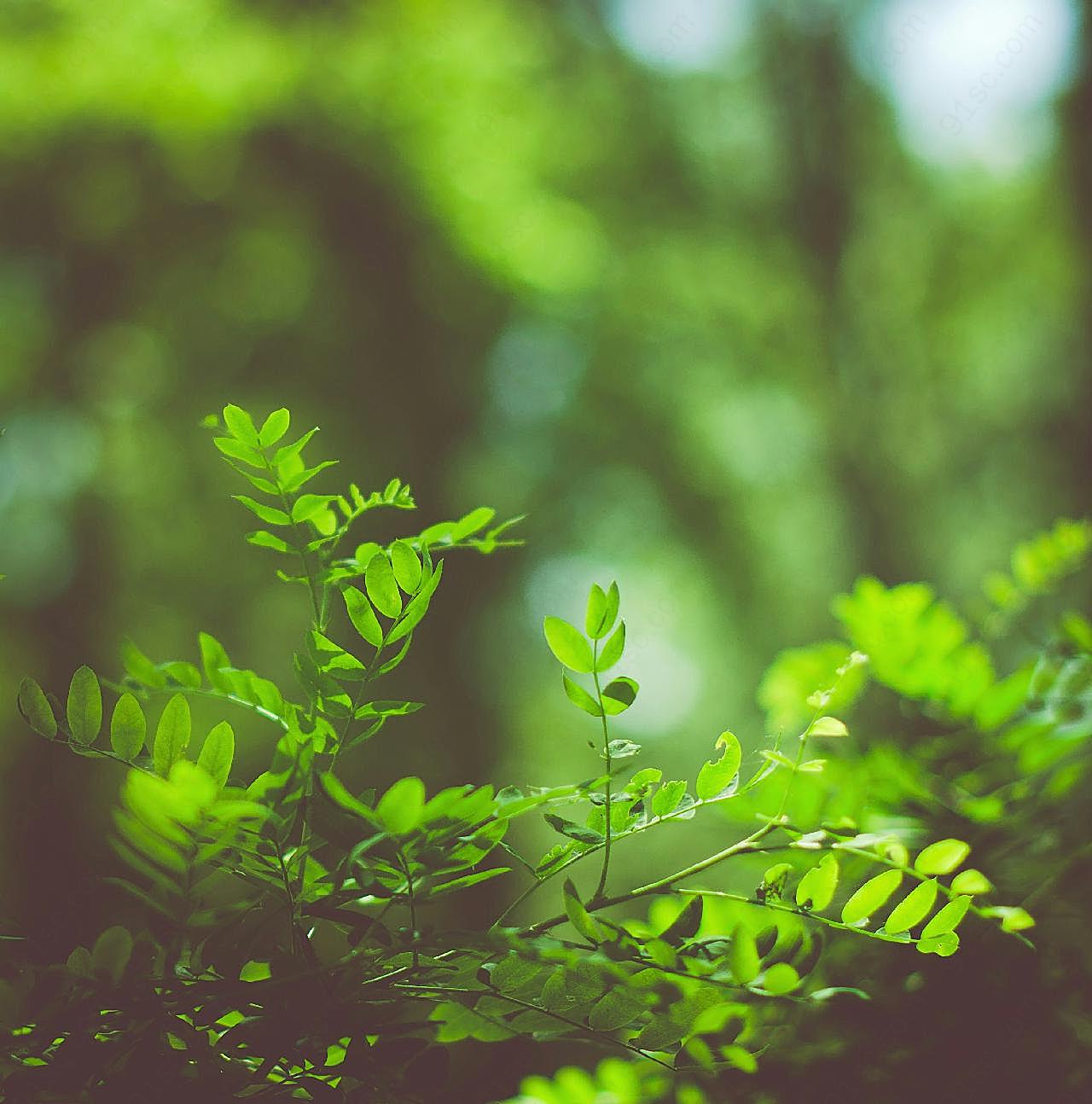 绿叶野生植物图片高清摄影