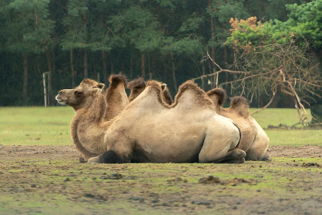 骆驼休憩图片高清摄影