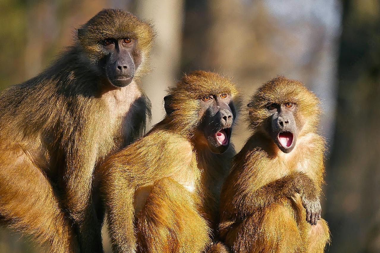 三只巴巴利猕猴图片摄影高清
