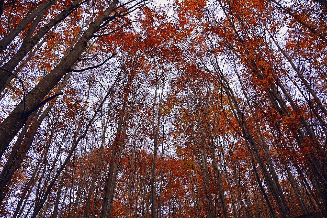 深秋图片树林