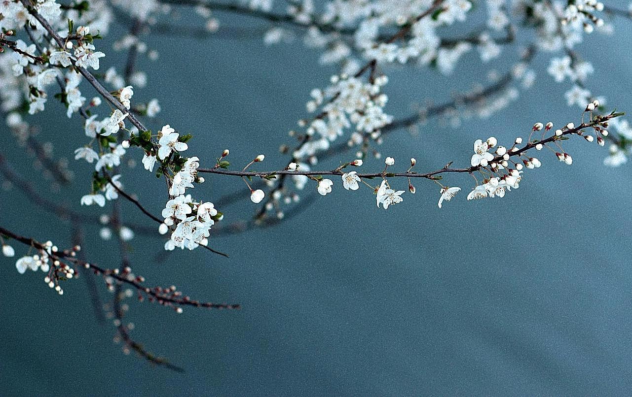 春之白图片摄影高清