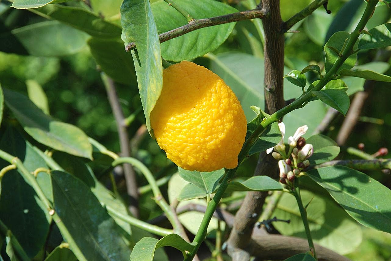 柠檬树上黄柠檬图片摄影高清
