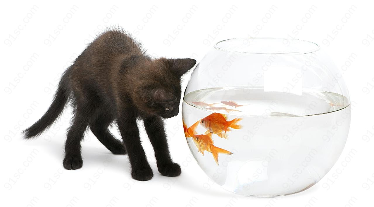 黑猫与金鱼1高清