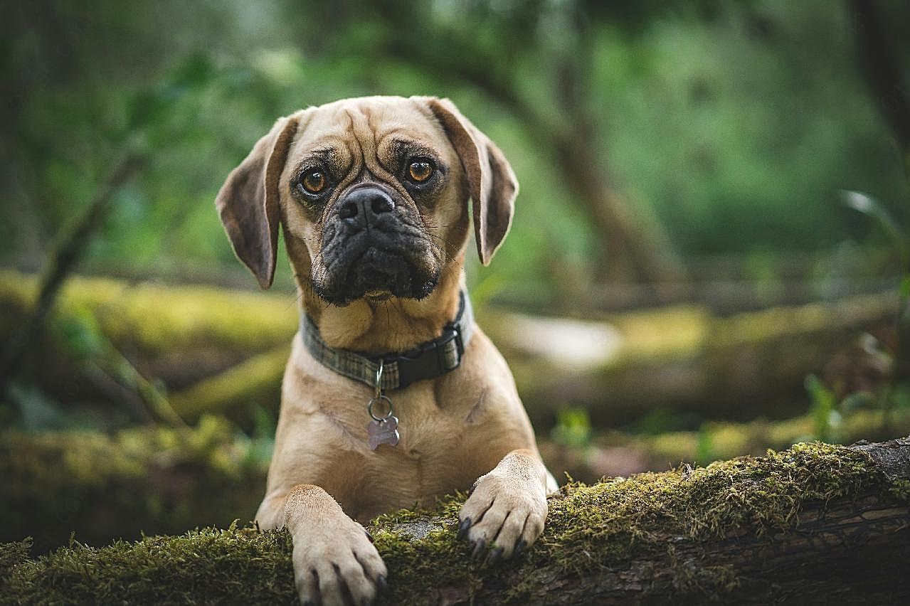 可爱哈巴小猎犬图片狗