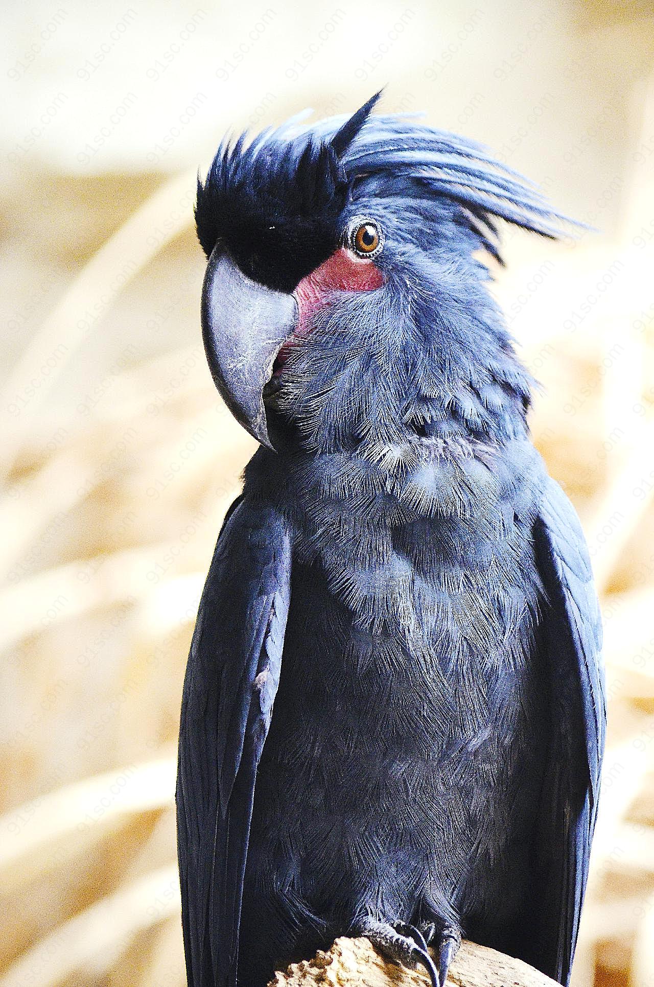 棕榈凤头鹦鹉图片高清