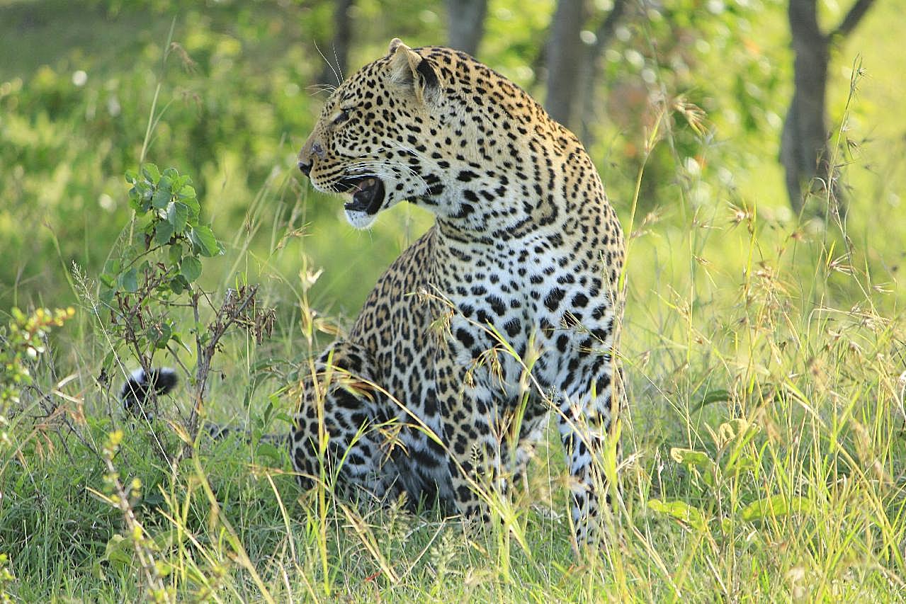 凶猛非洲猎豹图片摄影