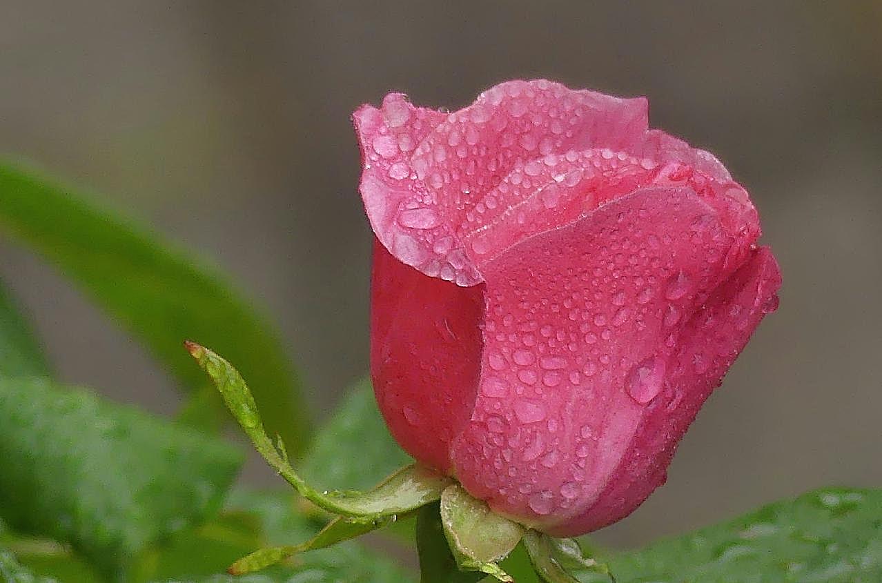 苞水珠图片玫瑰花