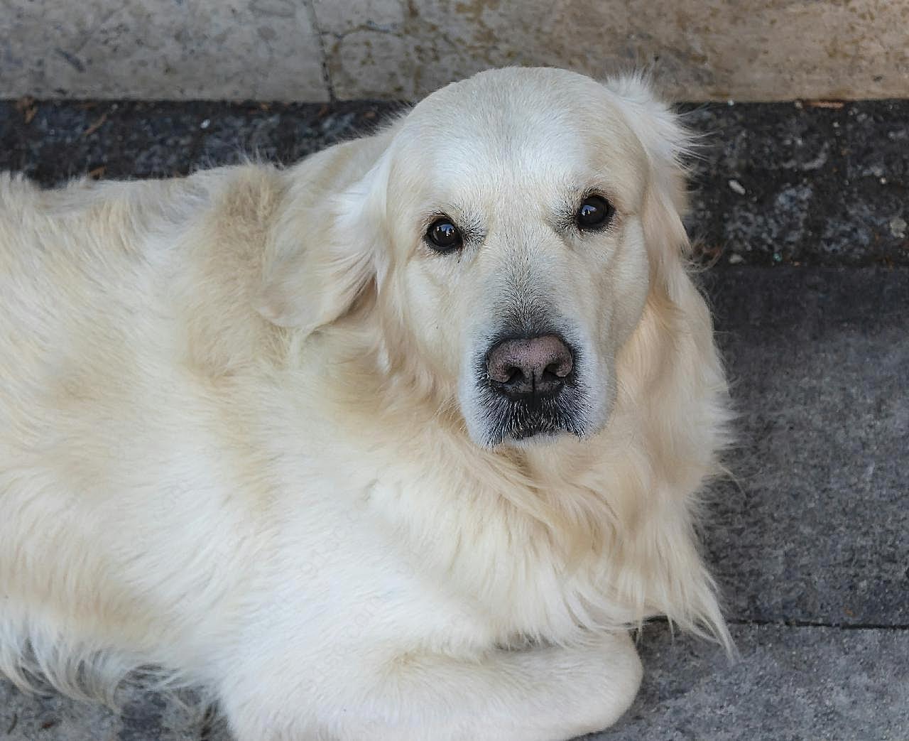 大型宠物犬图片狗