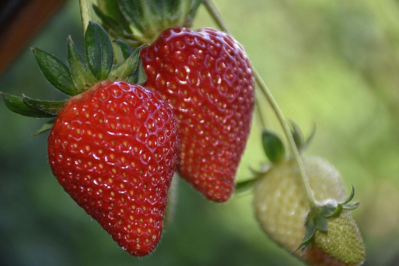 红草莓成熟图片摄影高清