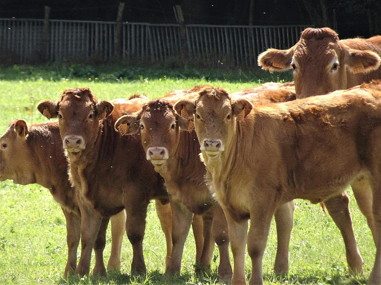 农牧场牛群图片动物图片
