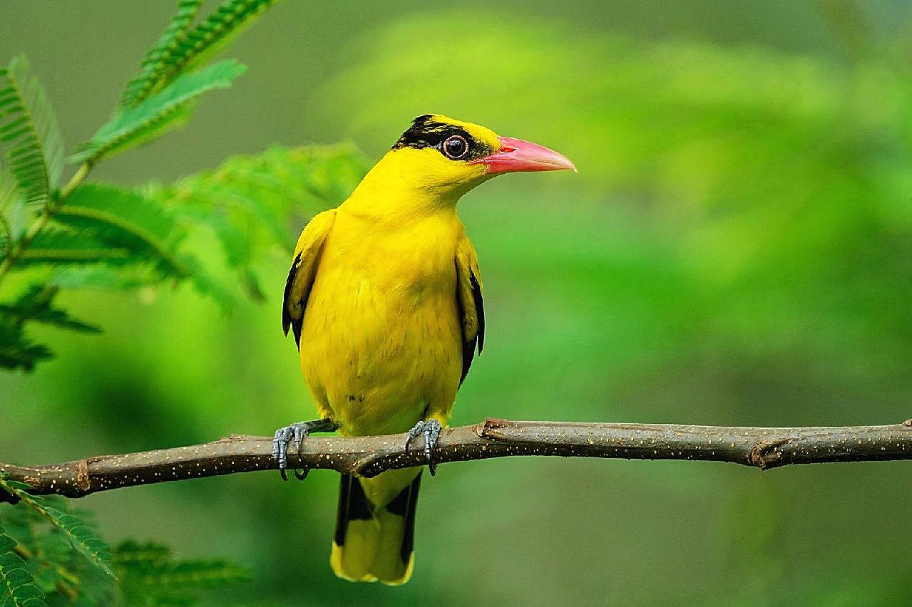 黄鹂鸟高清图片飞禽世界