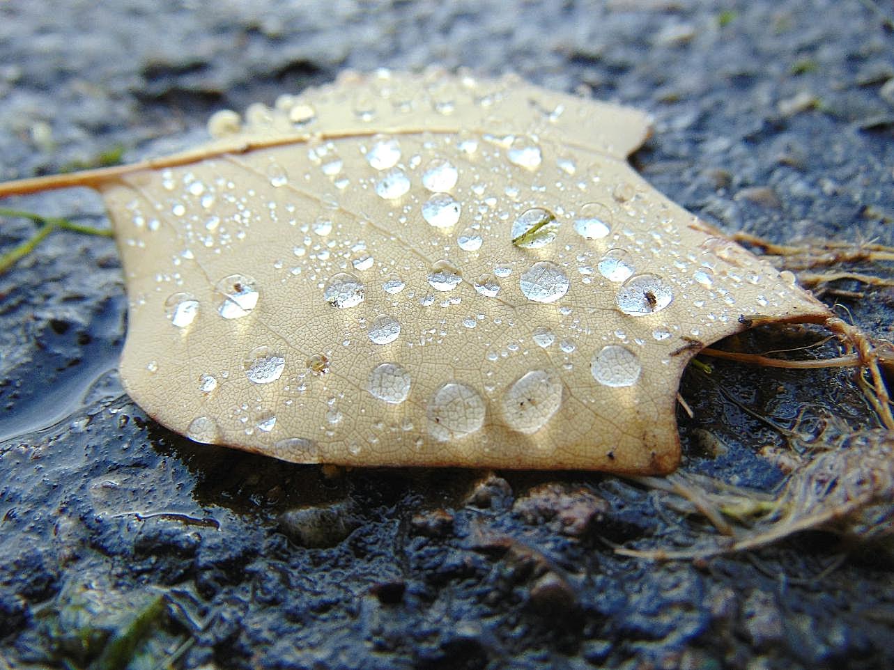 秋天雨后落叶图片树叶