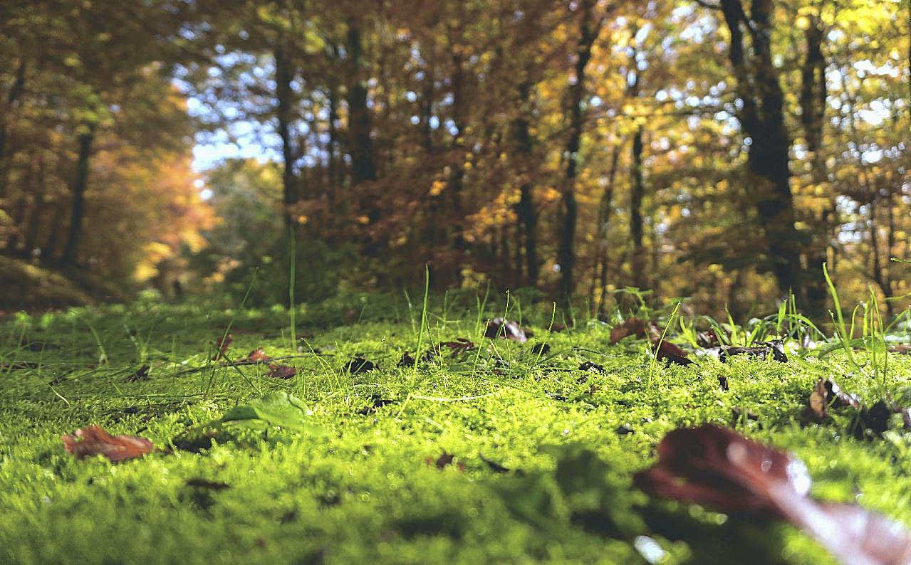 秋季草地意境图片摄影高清