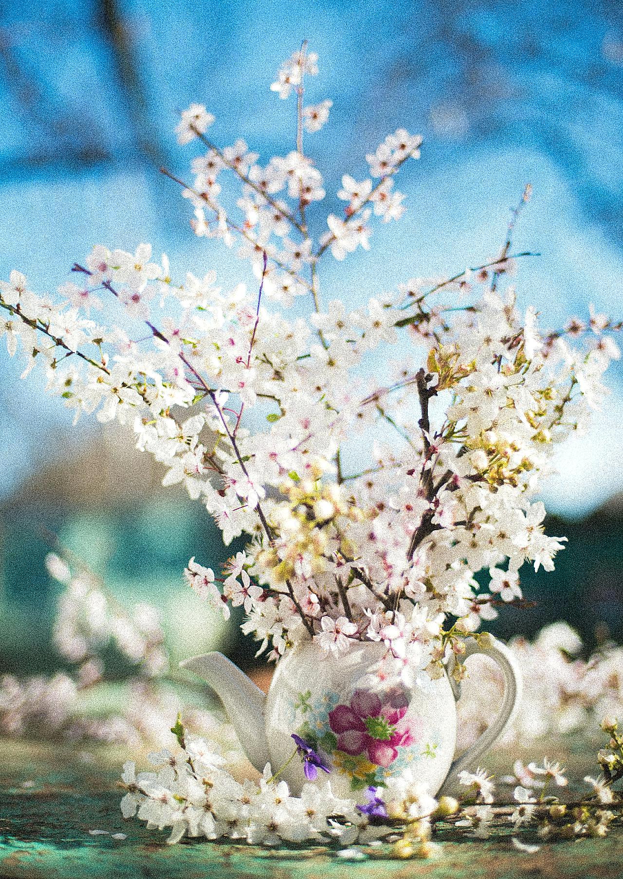 春天桃花图片高清摄影
