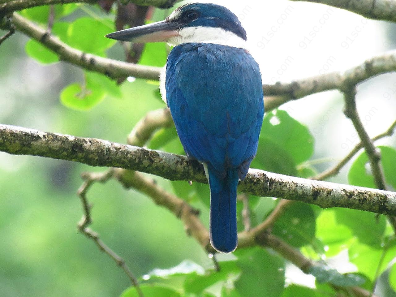 树枝上漂亮蓝鸟图片摄影高清