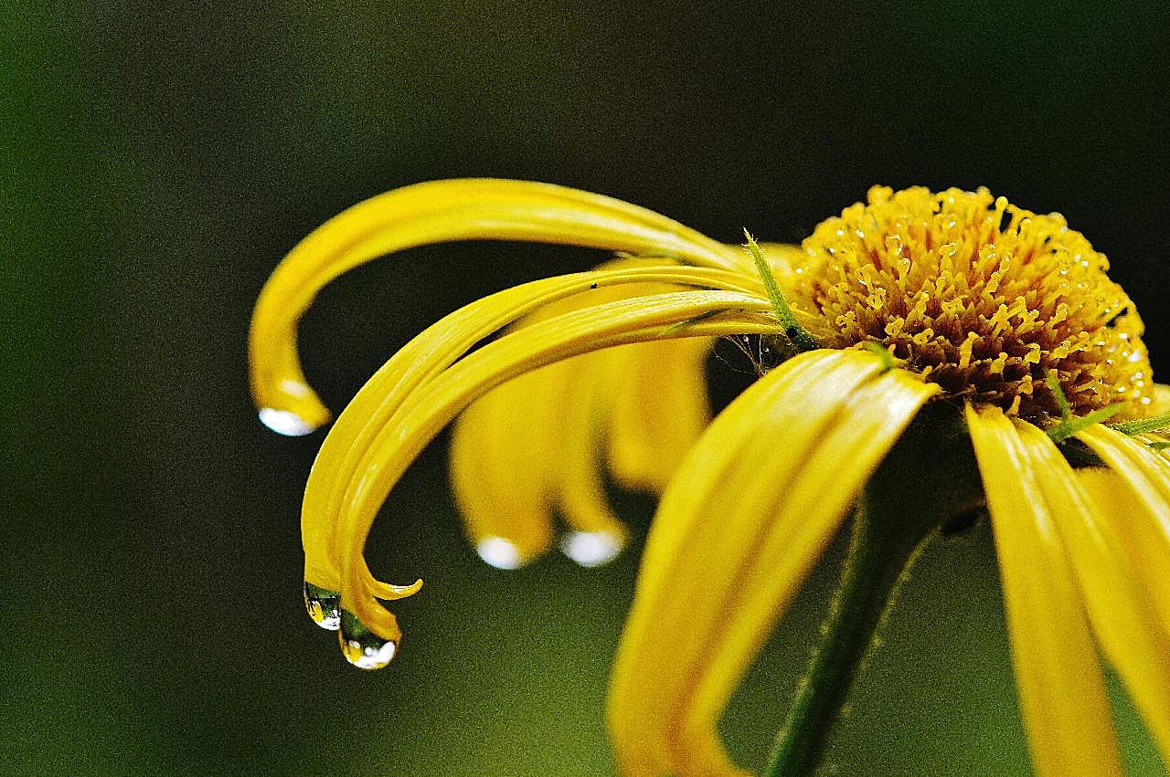 雨后图片菊花