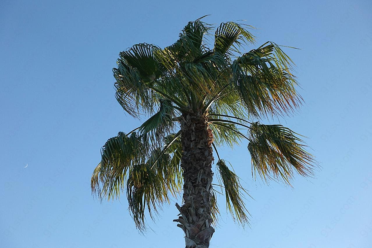 一颗秋季棕榈树图片景观
