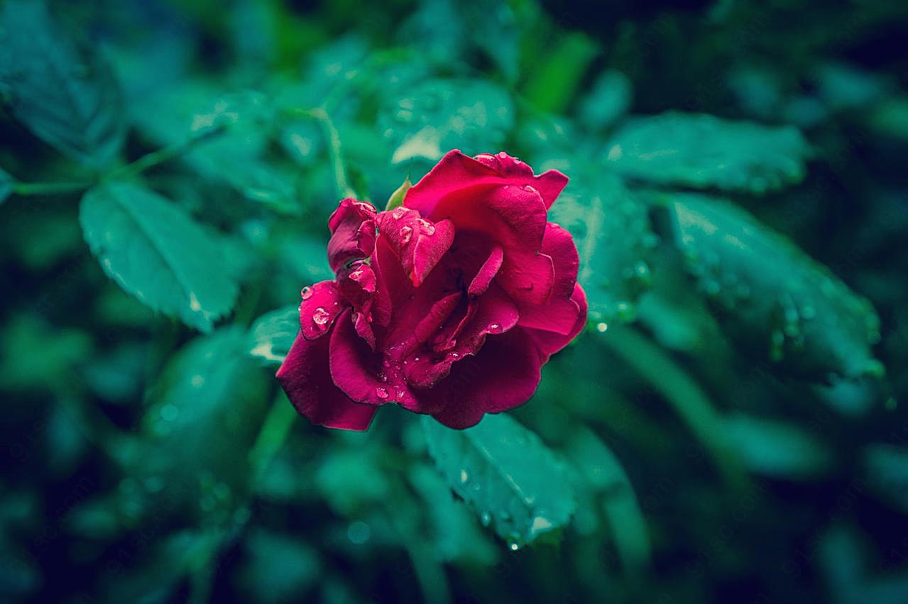 唯美红图片玫瑰花