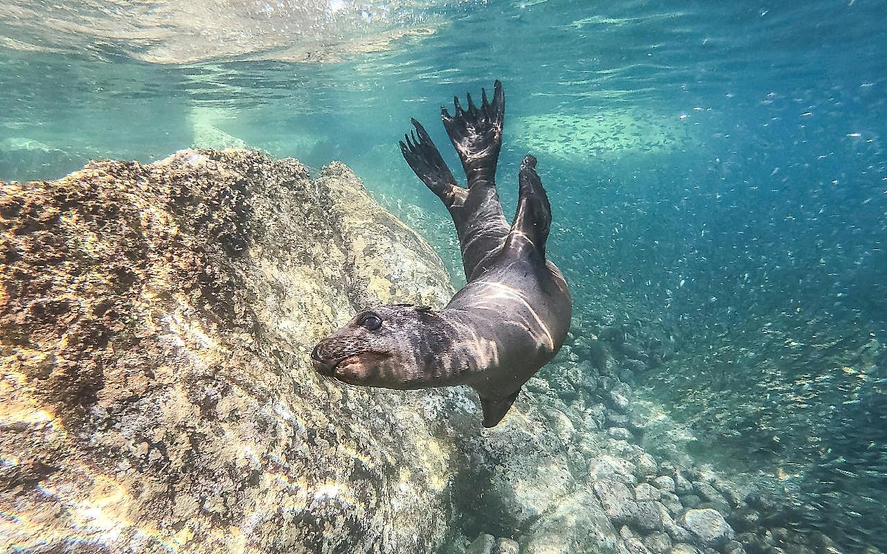 海狮潜水游泳图片高清