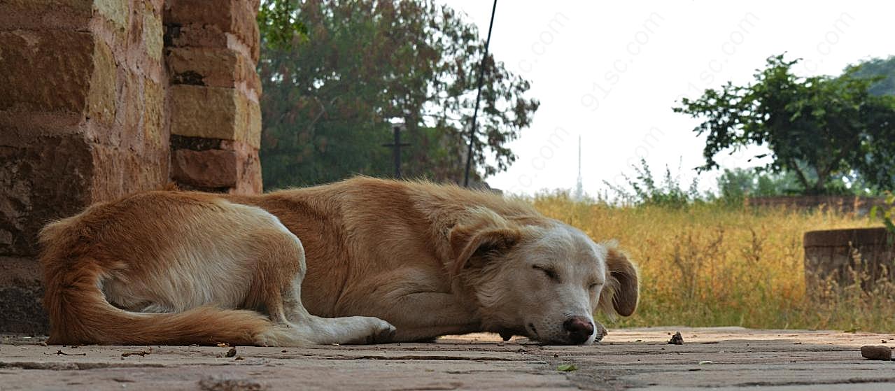 中华田园犬图片摄影