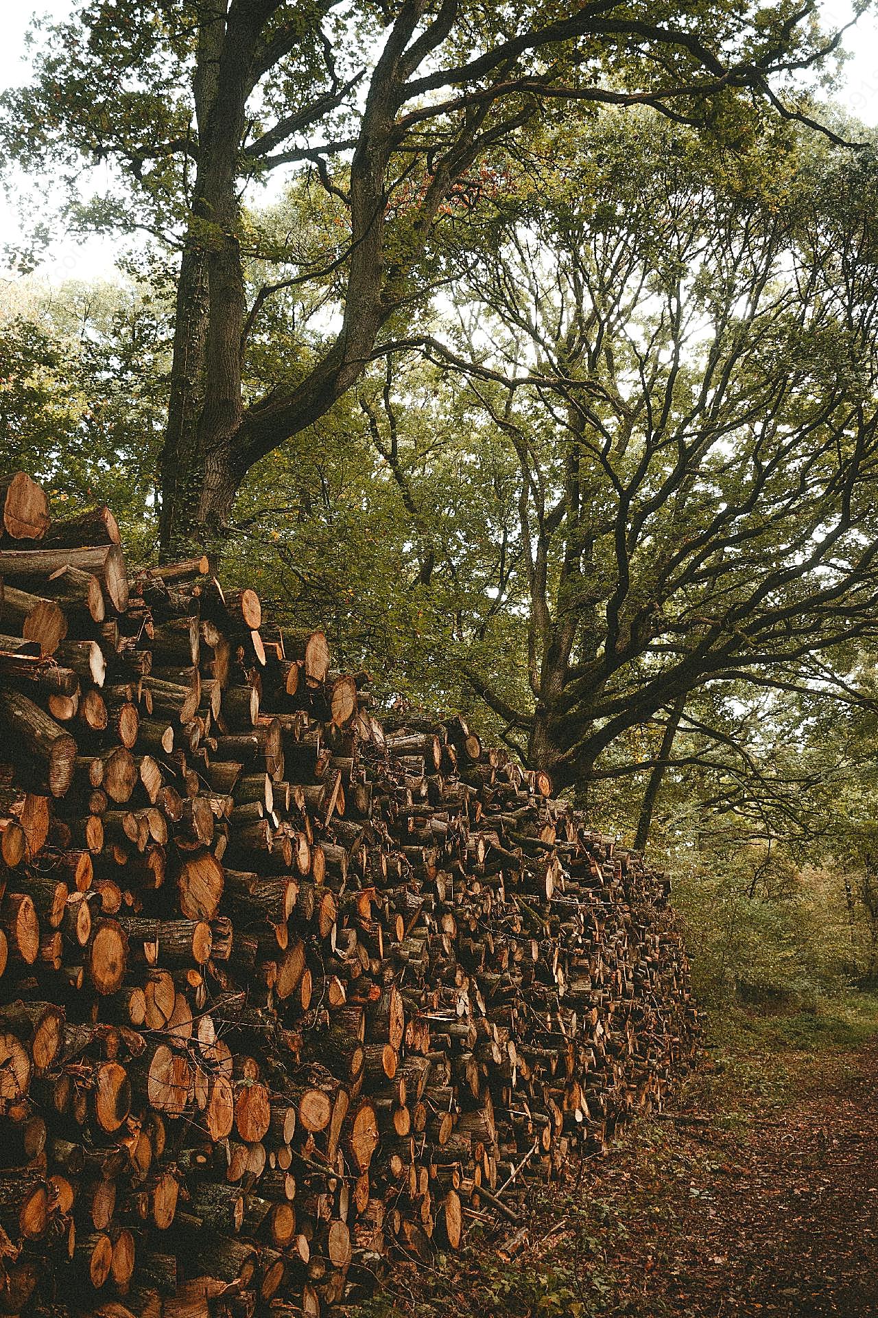 一堆被砍伐的木头整齐堆叠图片风景自然