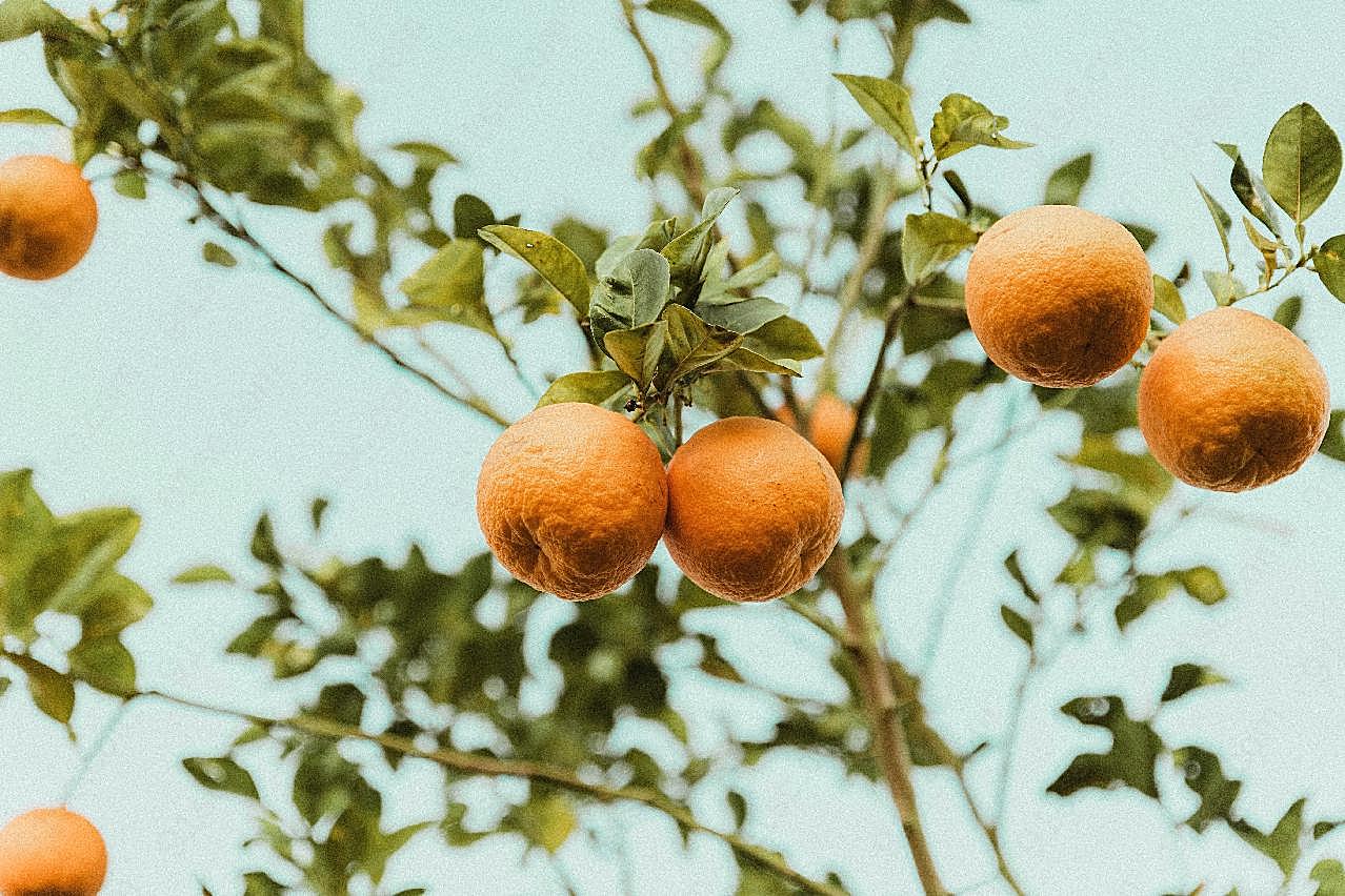 树上新鲜橘子图片水果