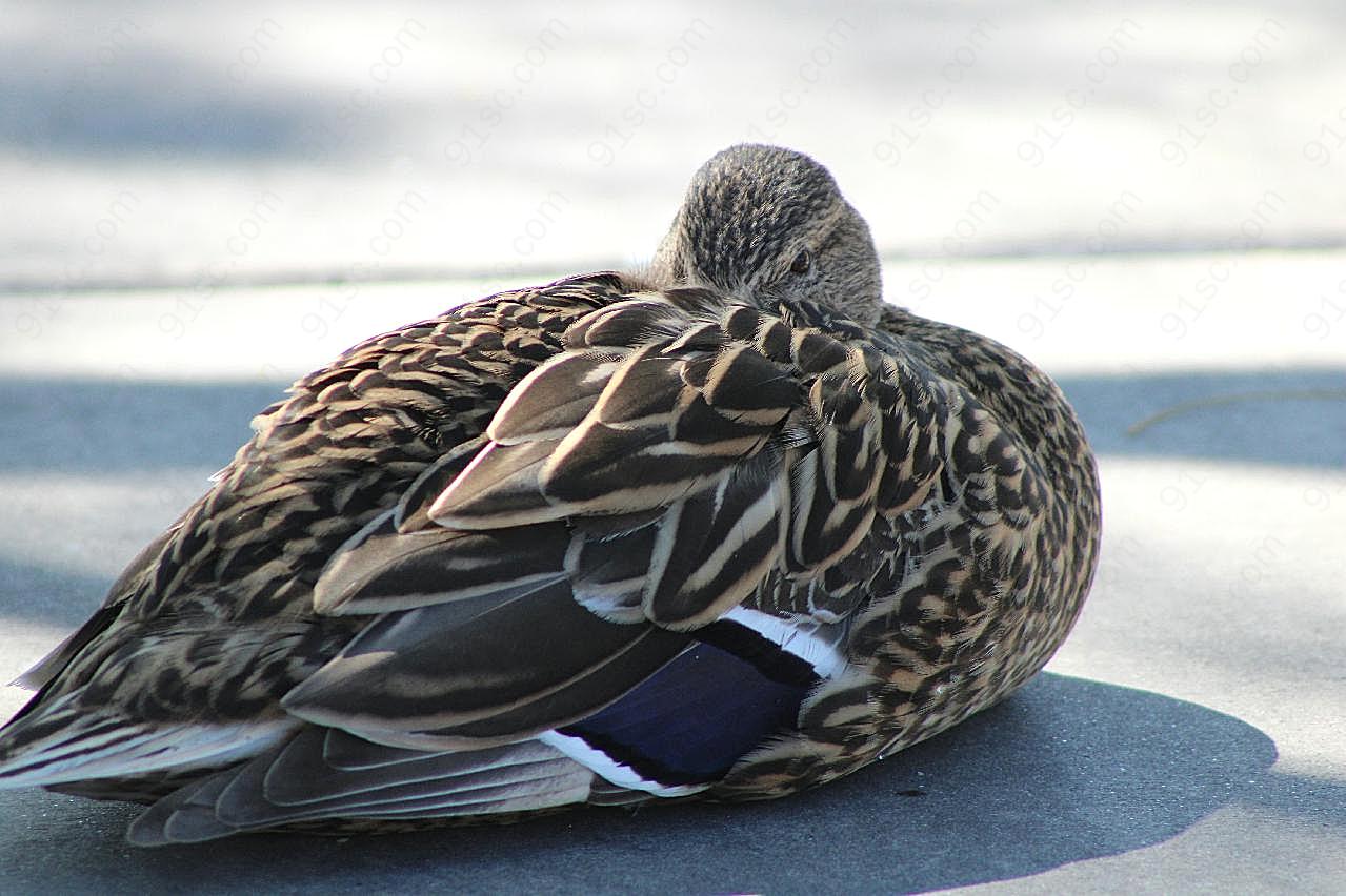 家养麻鸭休息图片高清摄影