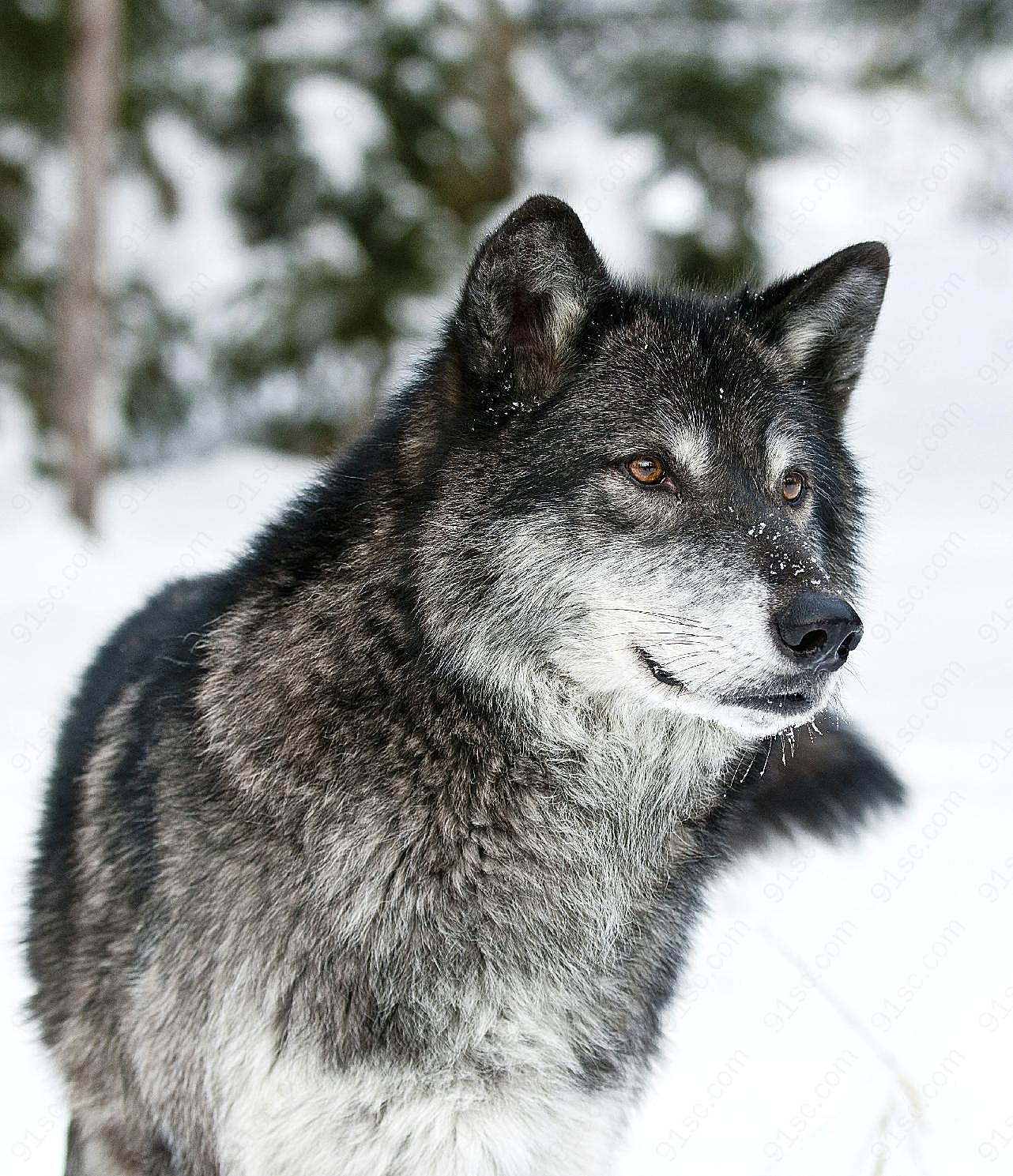 雪地的狼图片下载高清摄影