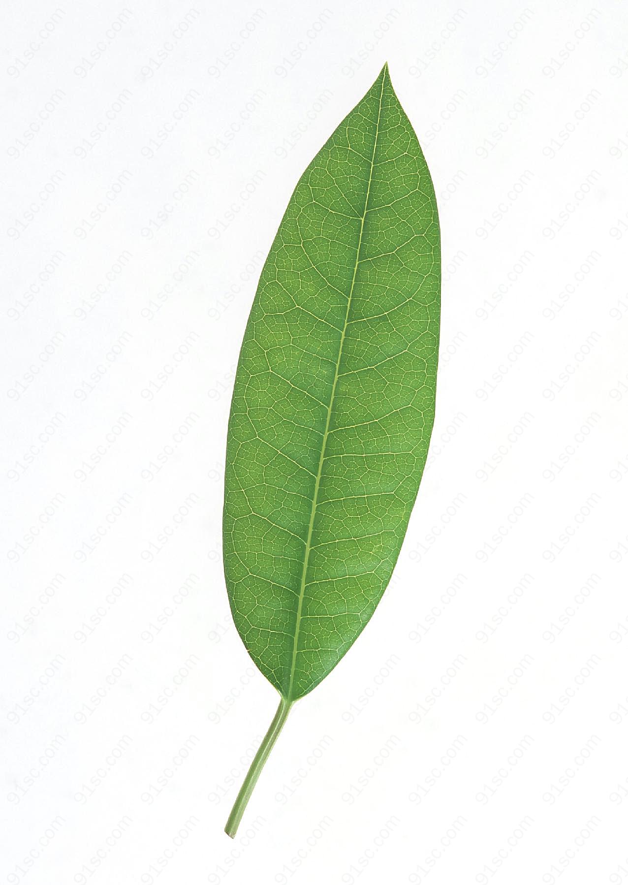 花草特写1837高清摄影