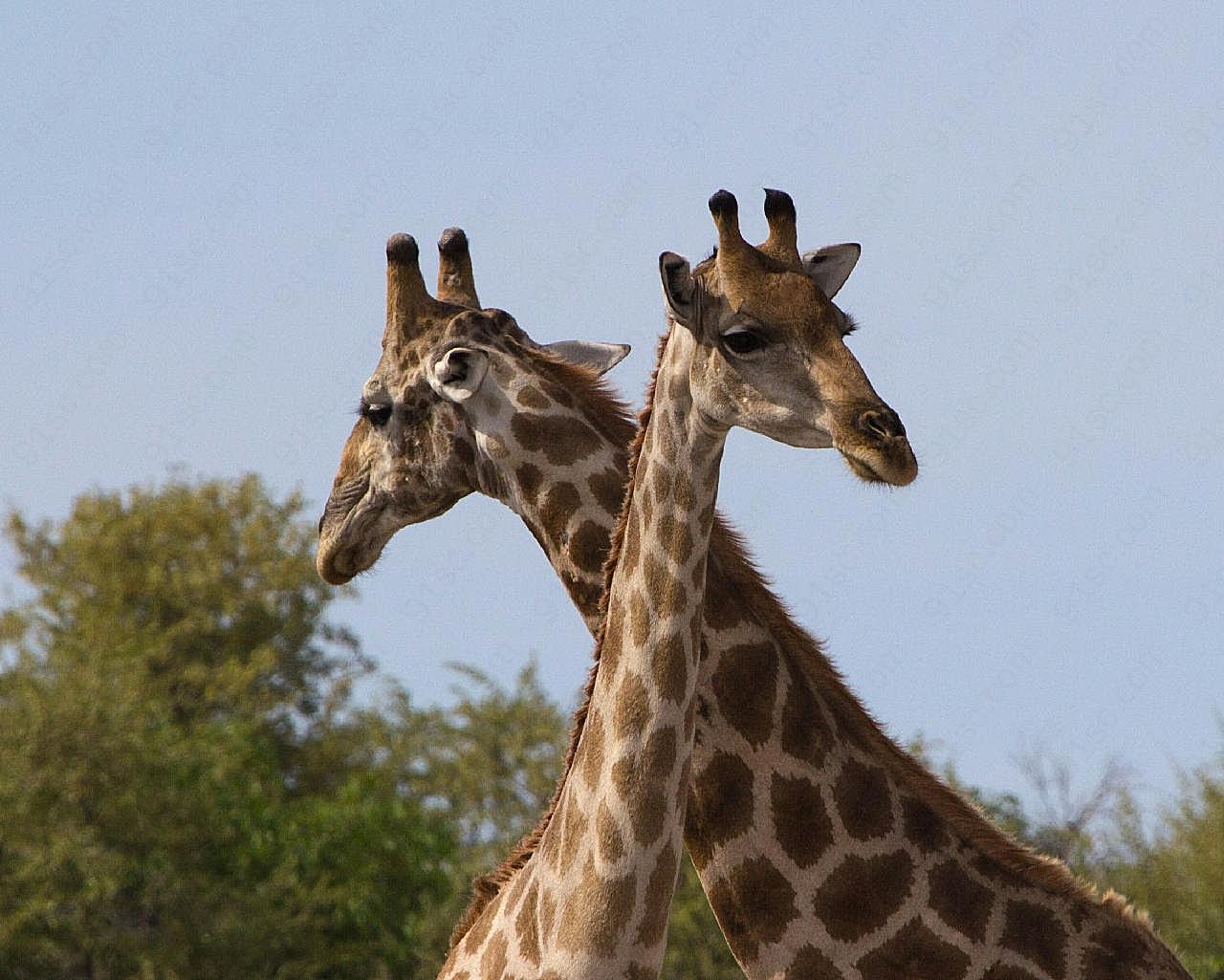 动物园长颈鹿图片动物图片