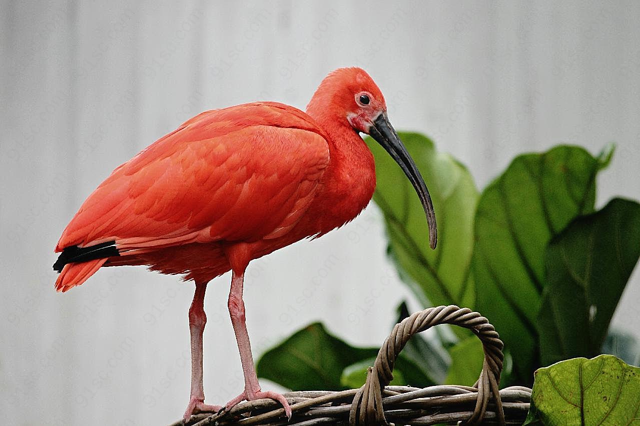 红鹮水鸟高清图片飞禽世界