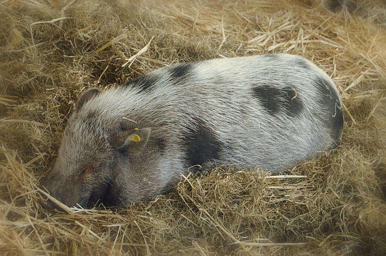 小猪趴着睡觉图片高清摄影