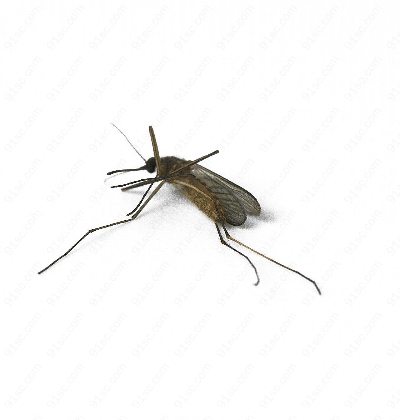 蚊子图片素材昆虫