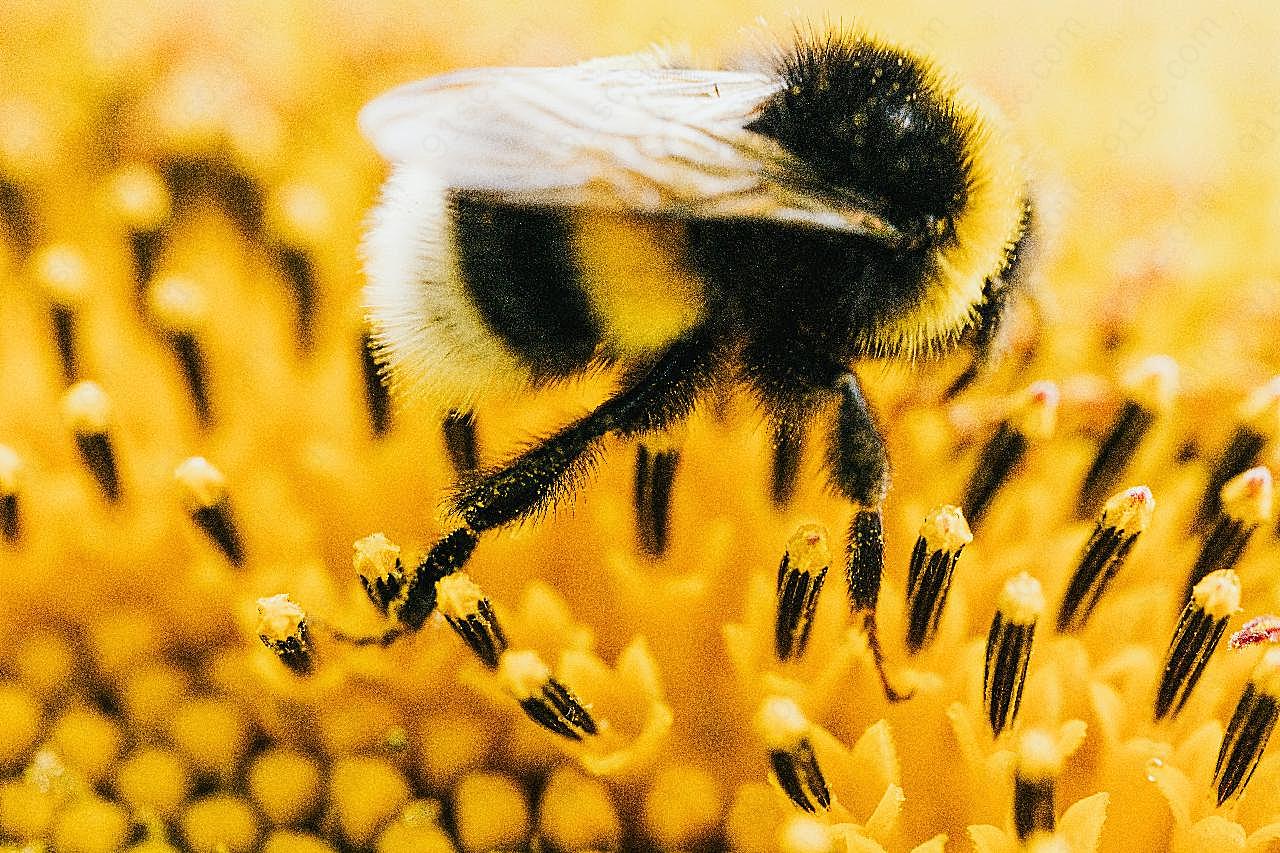 蜜蜂采蜜特写图片昆虫