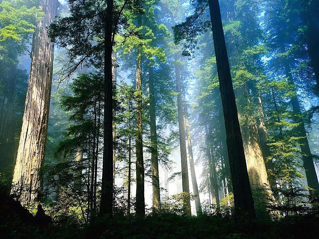 幽静的森林自然风景