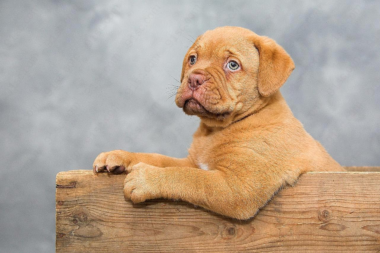 法国波尔多犬图片摄影