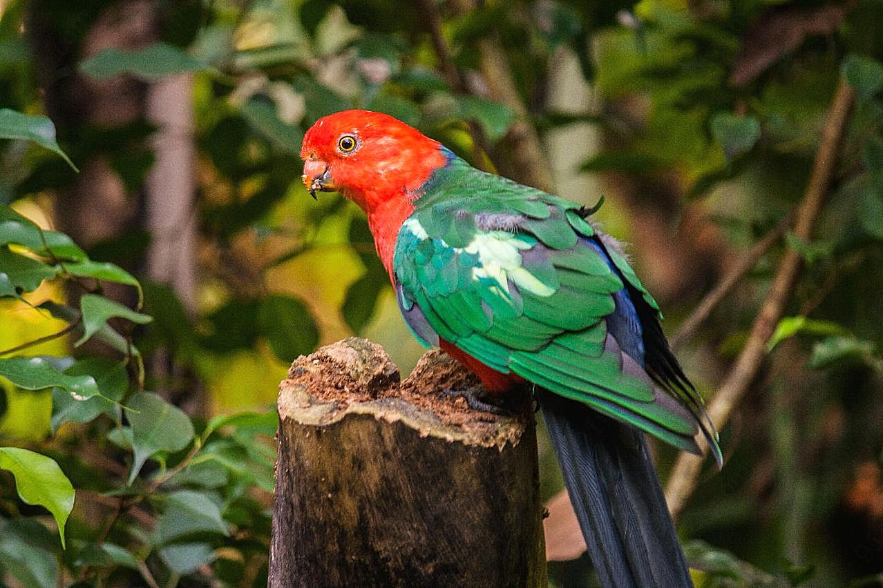 澳洲国王鹦鹉图片高清摄影