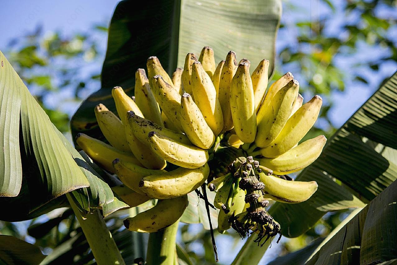 香蕉树香蕉图片高清