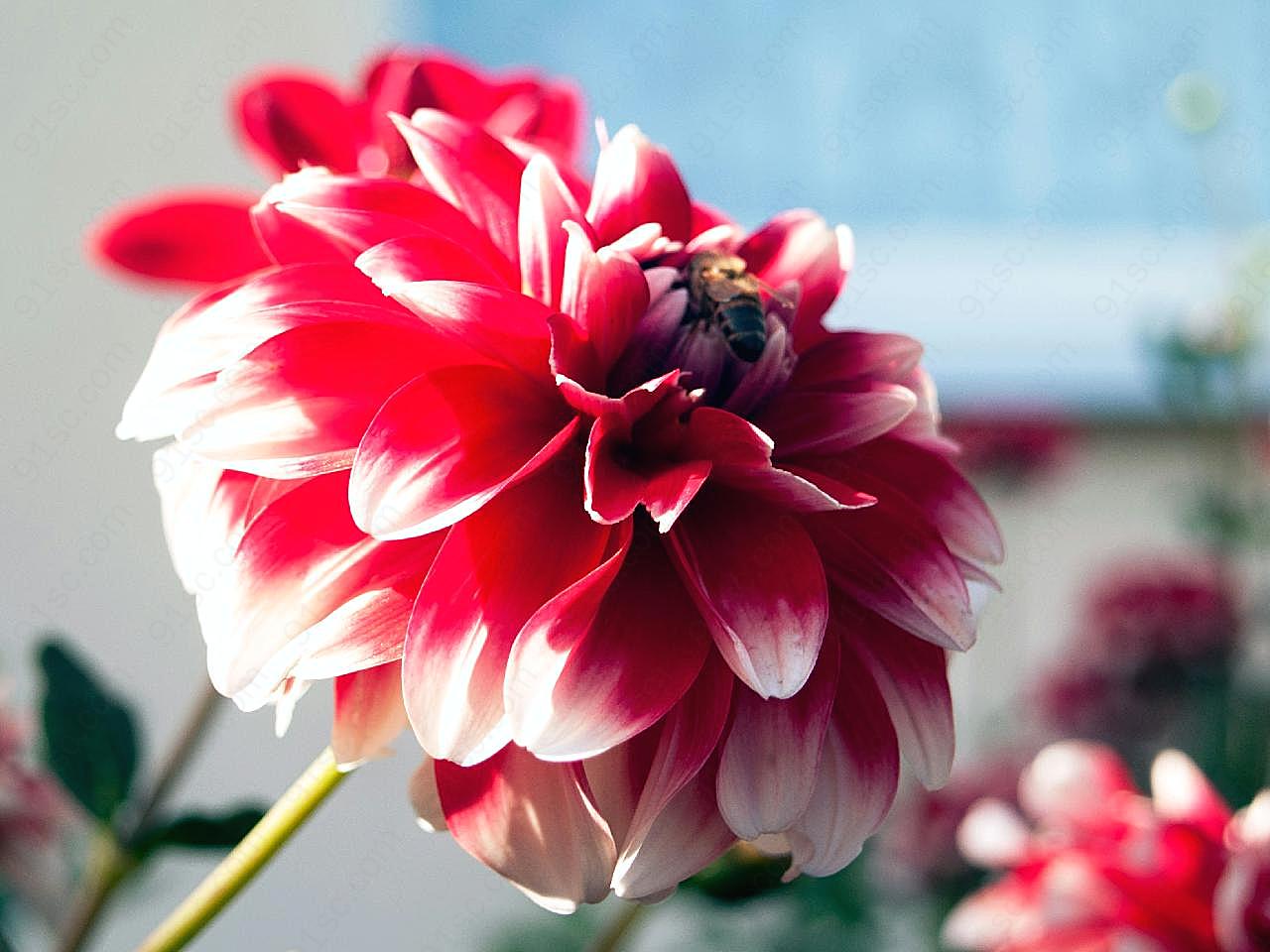 红花朵摄影图片菊花