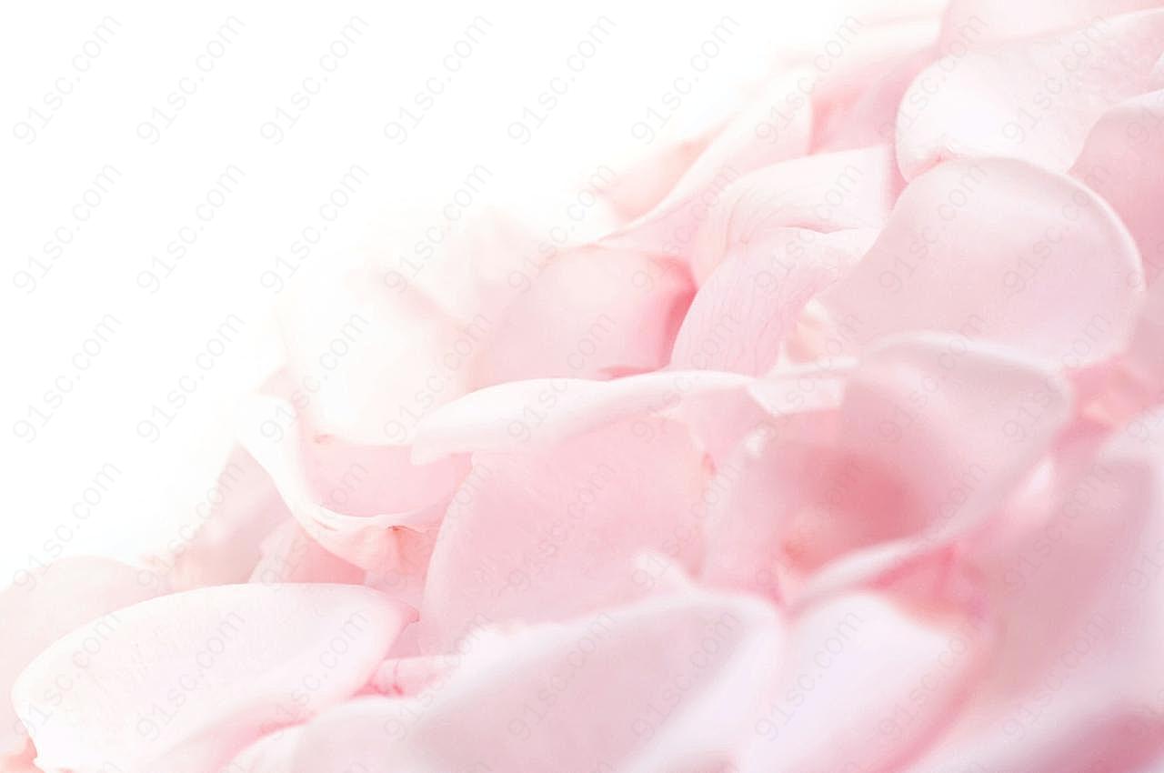 粉红玫瑰花花瓣高清摄影