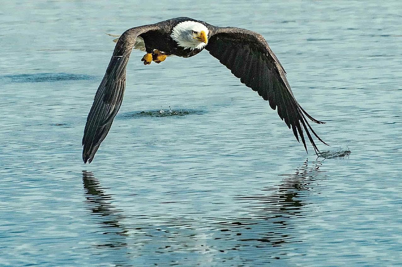 老鹰在水上飞行的图片高清摄影