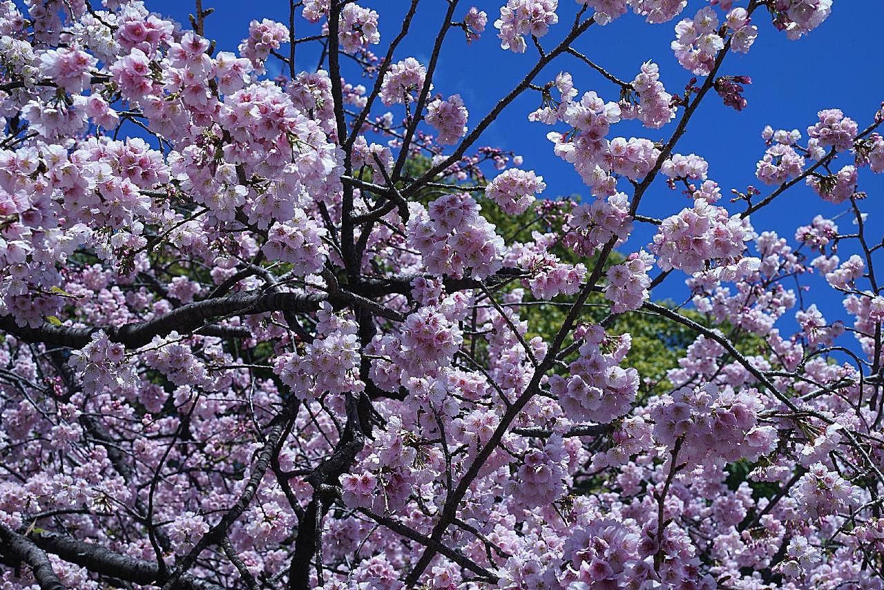 樱桃树观赏图片高清