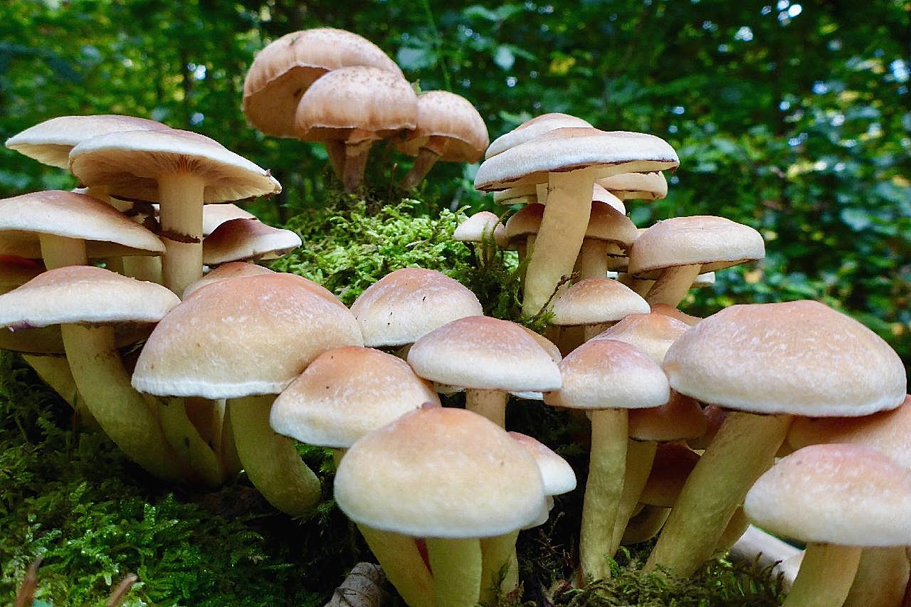 森林草地菌菇图片蘑菇