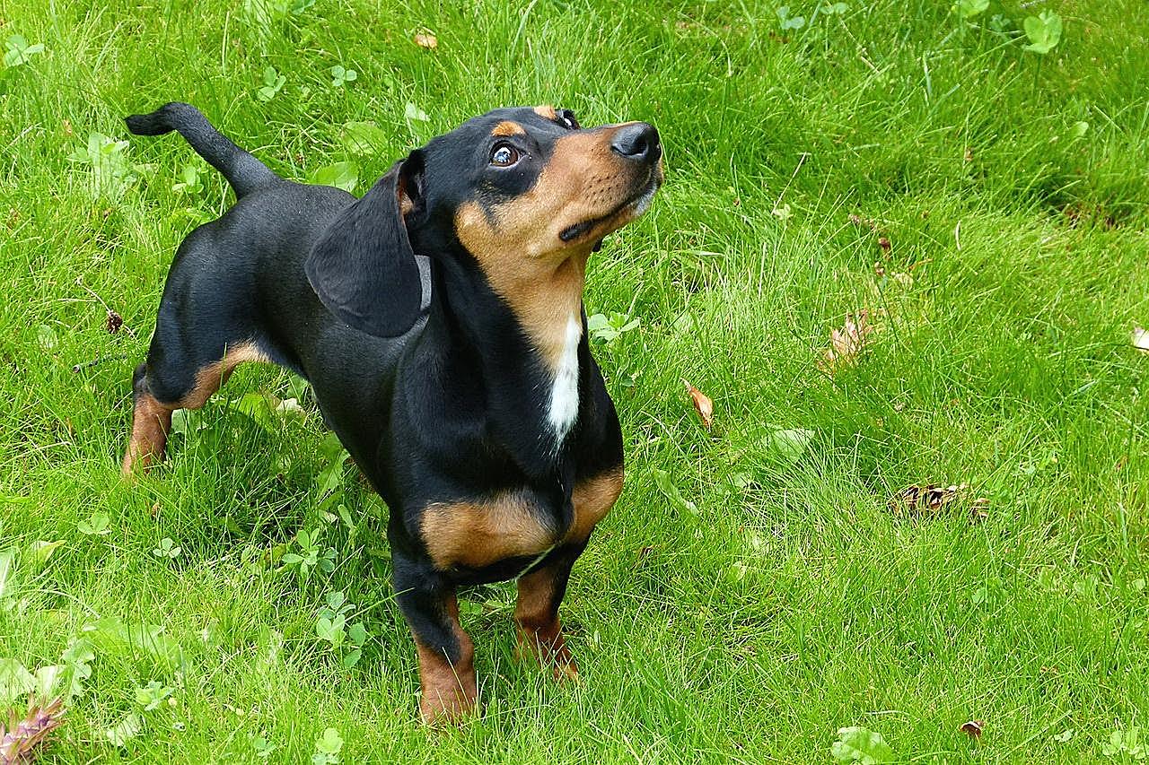 德国腊肠犬图片高清摄影
