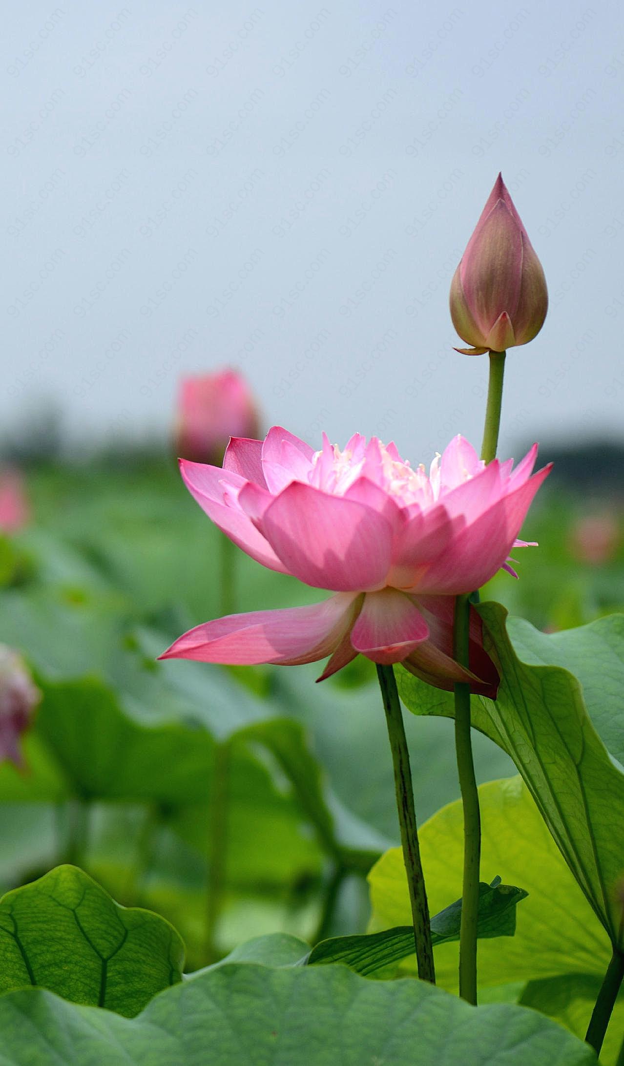 夏日荷塘图片高清摄影