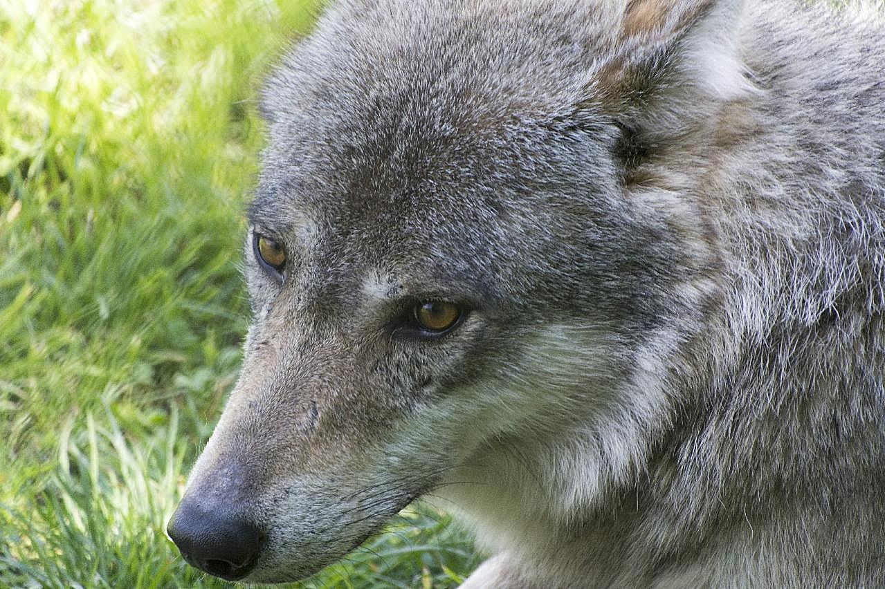 北美灰狼图片动物图片