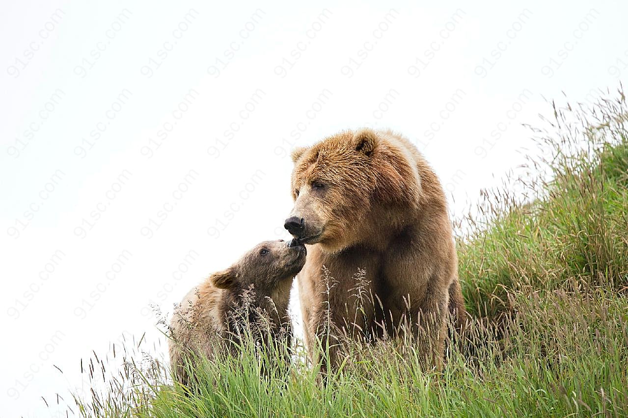 母子棕熊图片动物图片