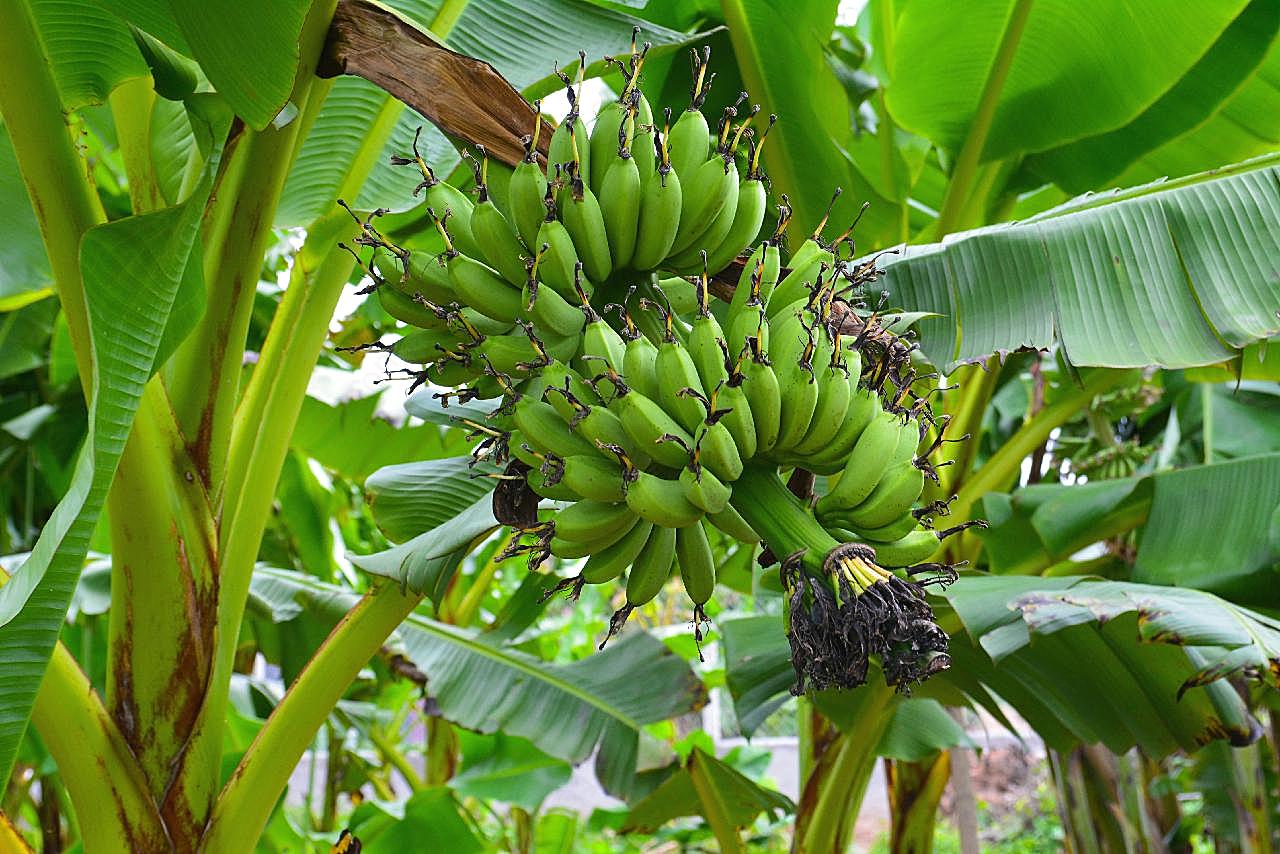 香蕉林香蕉图片水果