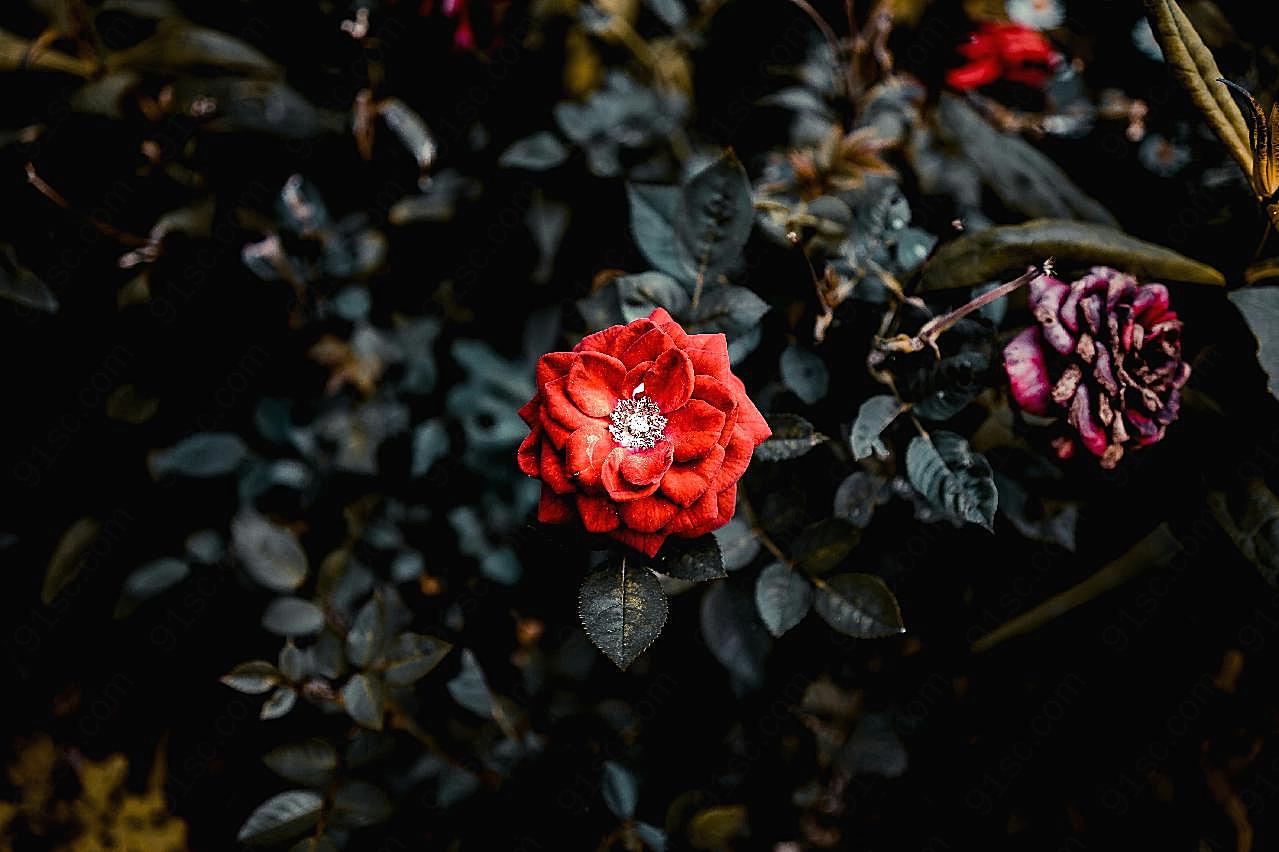 漂亮高清红玫瑰图片玫瑰花